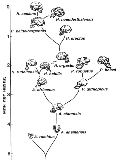 Схема эволюции гоминид