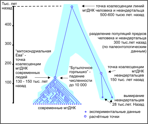 Митохондриальная ева и y хромосомный адам презентация