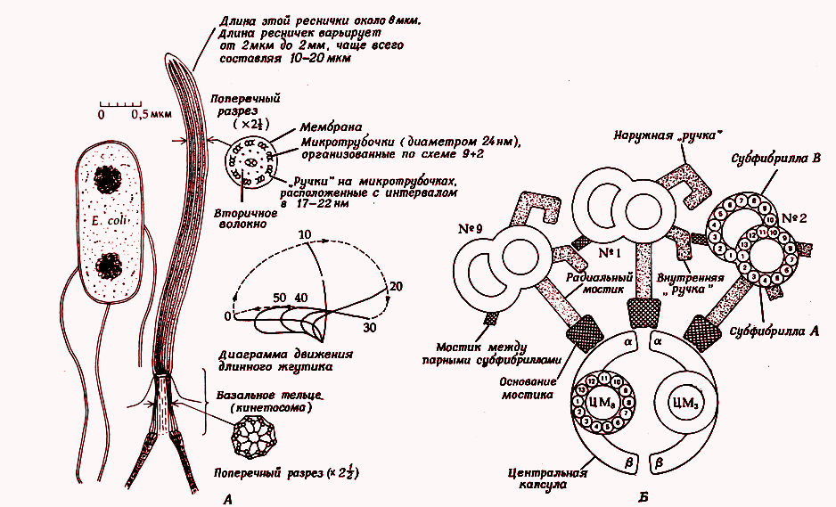 Строение жгутика эукариот