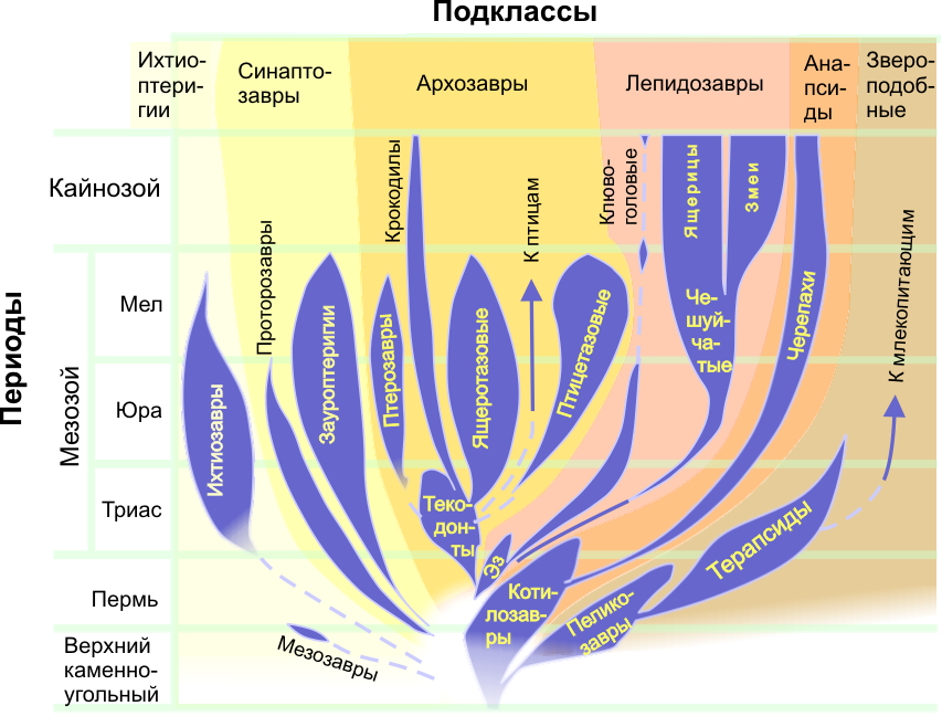 Филогения млекопитающих схема