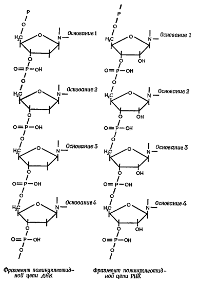 Строение полинуклеотида в виде схемы
